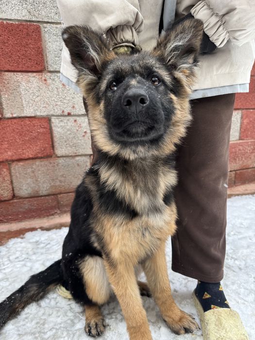 Щенки Немецкой Овчарки