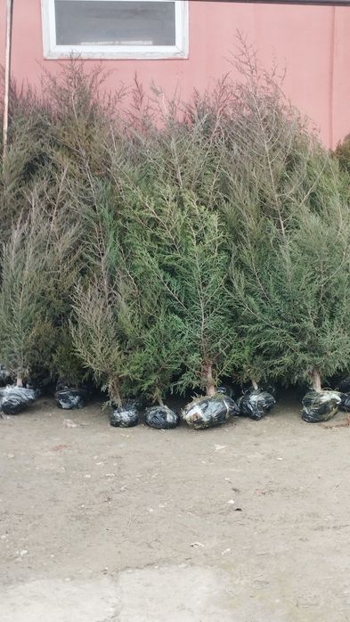 Koʻchat bor archa bor