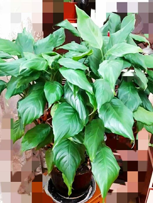 Цветок Аглаонема