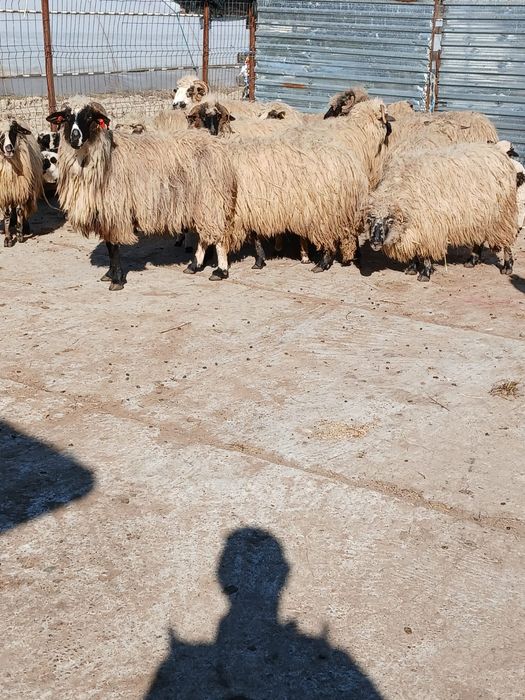 Vând urgent oi cu miei