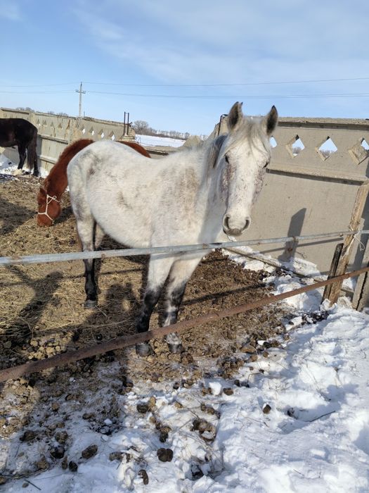 Бие 2-туған, тұрқы биік, жас мал. Қурайлыда