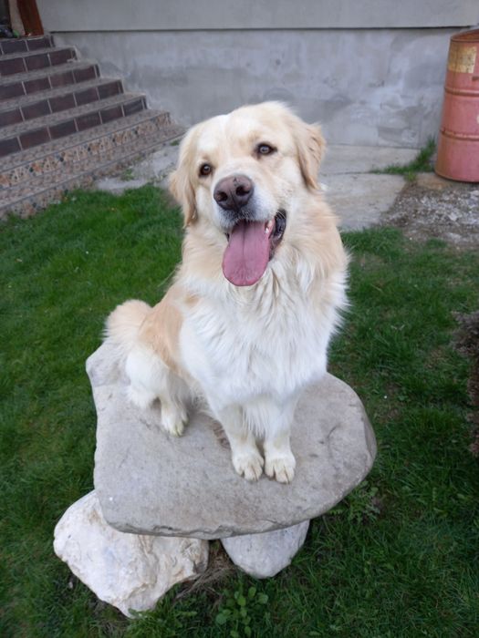 Dresaj canin in Prahova