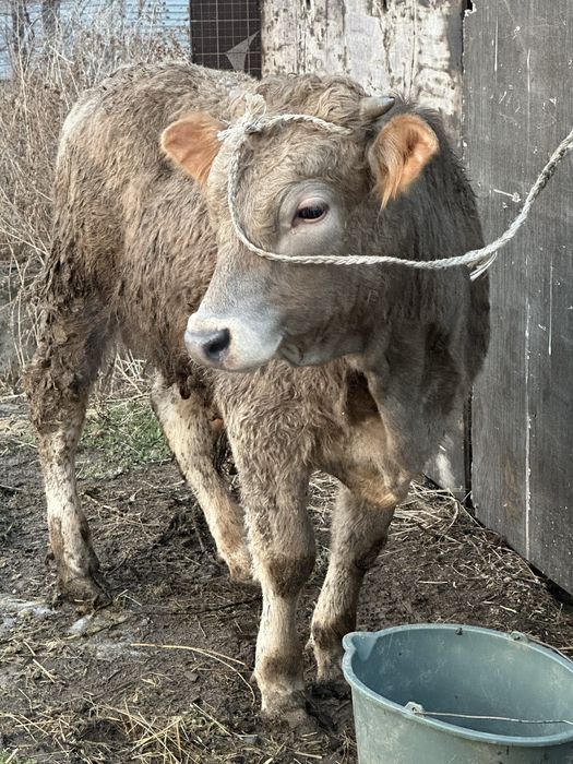 Бука бык бычек бык бука