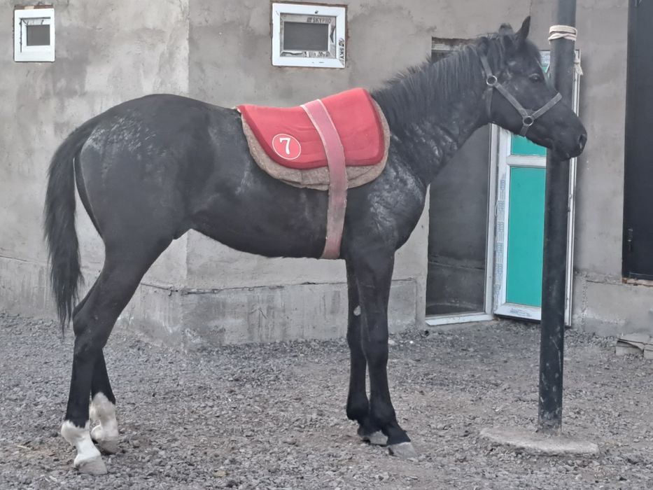 Продам  Кунан Ангыл Тай