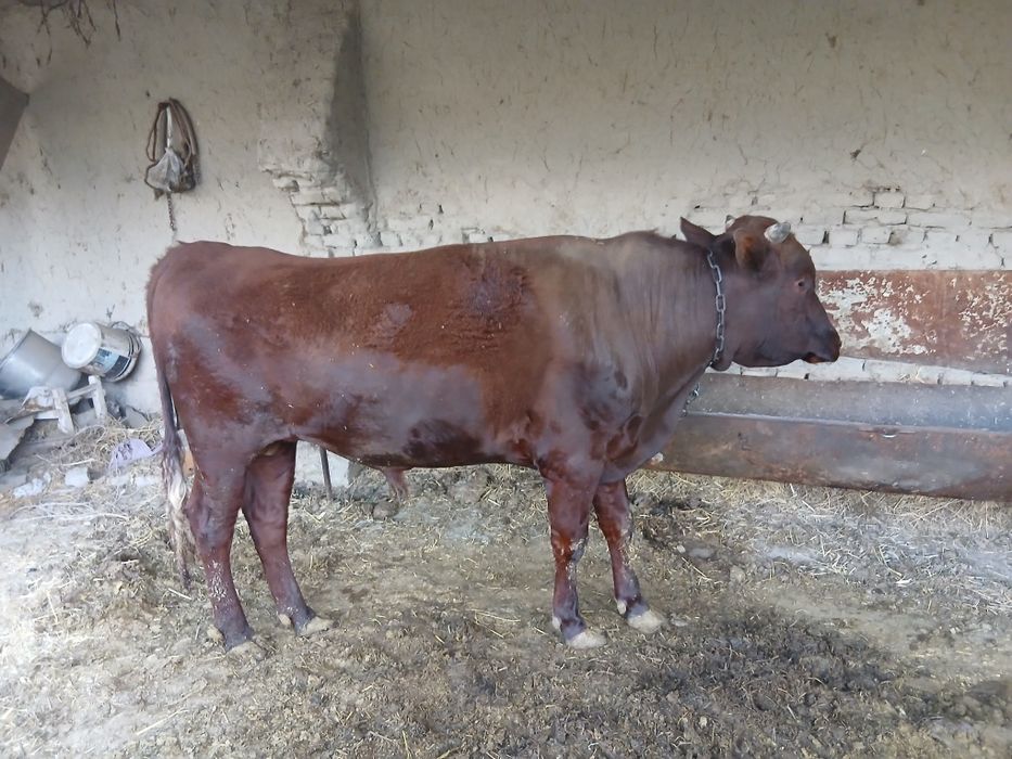 Бука сотилади       ..