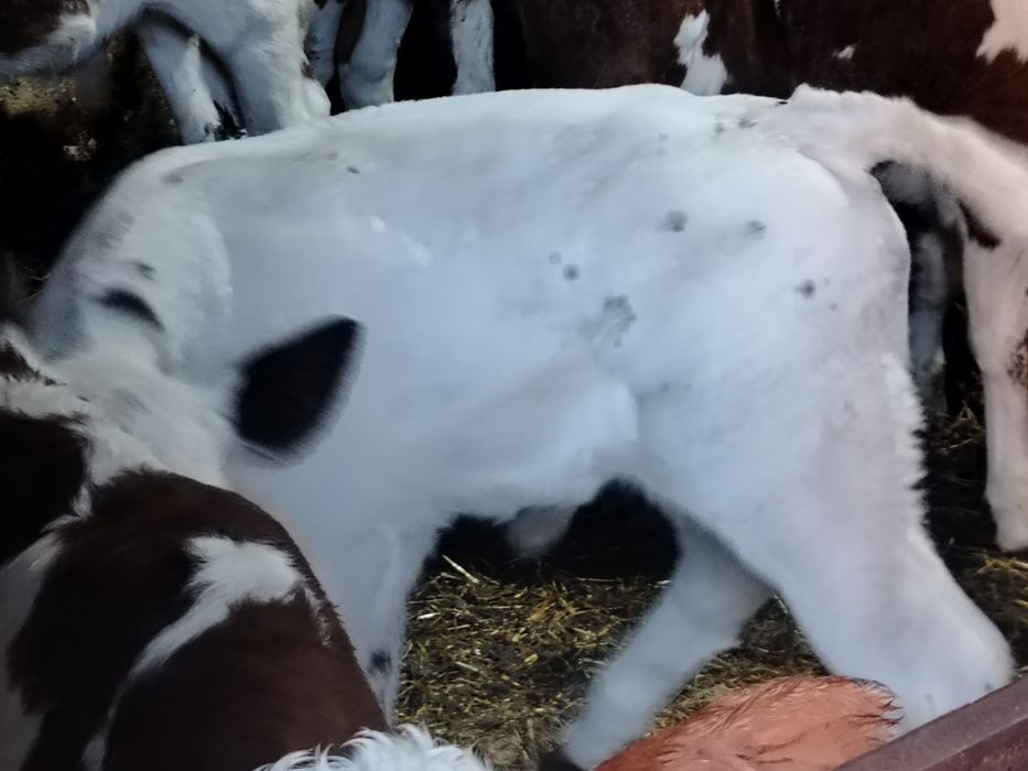 Tăurași și vitele belgieni și baltati