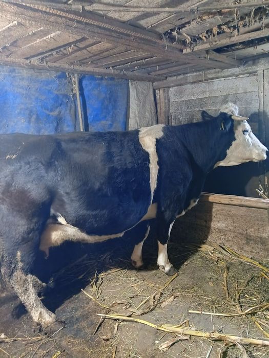 Vacă de vânzare de culoare alb cu negru