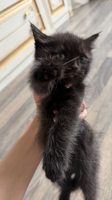 Маленький котенок