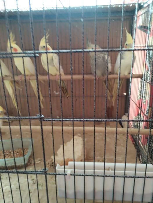 Vind Papagali Nimfa Oltenița.