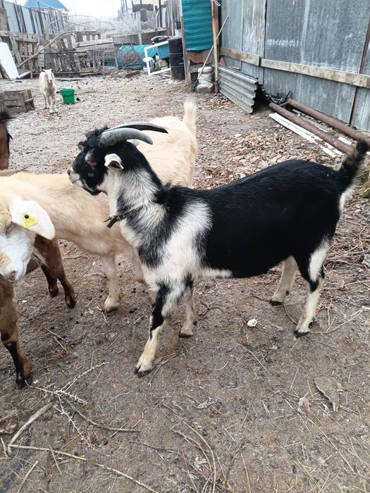 Козлы(теке)  продаются