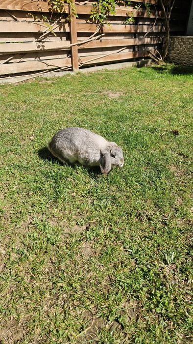 Vând iepure gingaș și blând