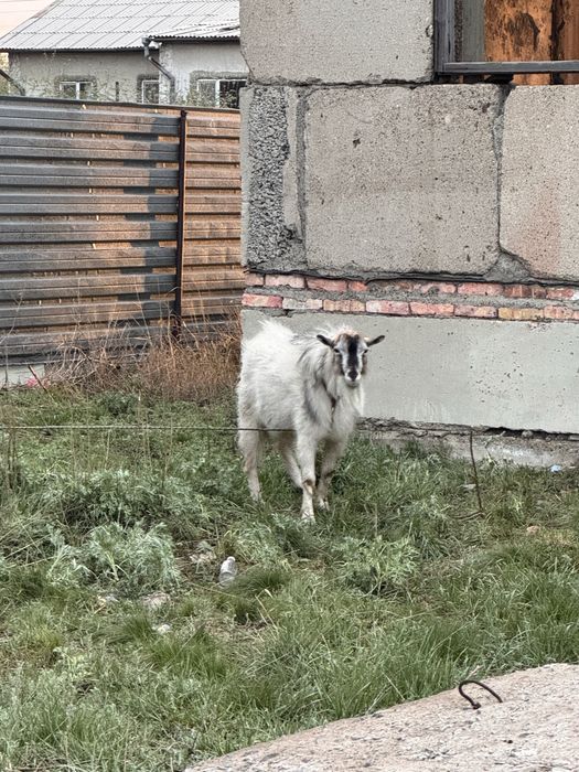 Сатылады! Теке , Ешкі,2 Лақпен