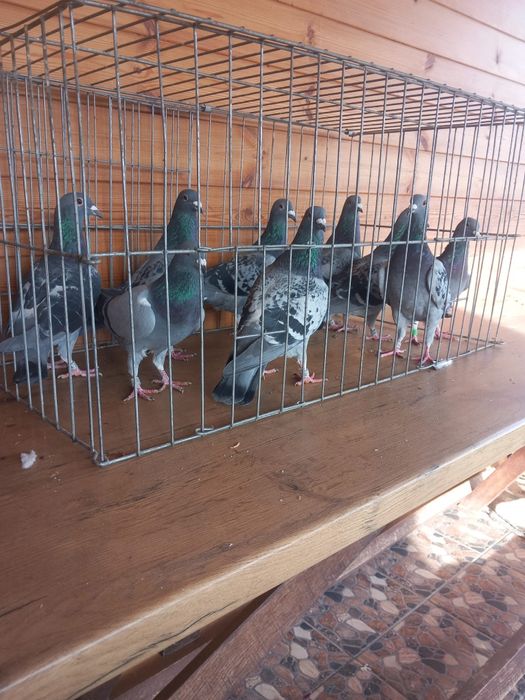 Vand Porumbei voiajori