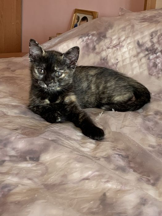 Котята бесплатно добрым людям