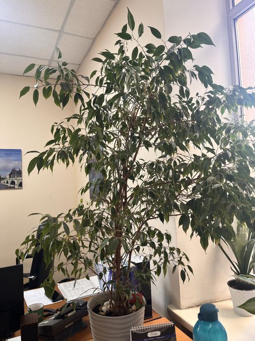 Фикус бенджамина