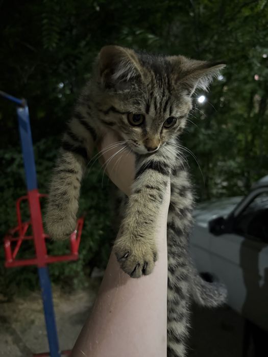 Котята | котенок в добрые руки