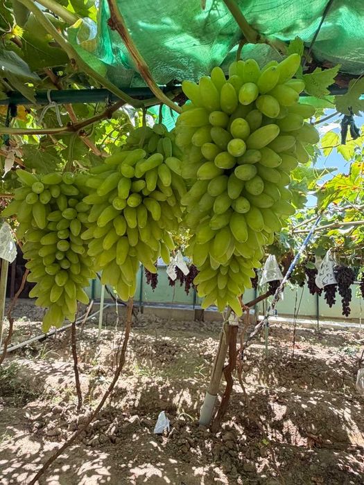 Продам Виноград / Uzum sotaman