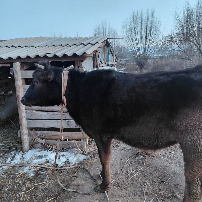 Не стельная тёлка (немка).