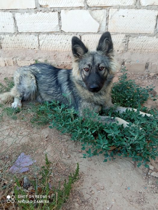 Хаски собака (бесплатно)