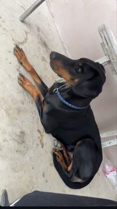 Doberman mascul cu pedigree – 1 an și 1 lună