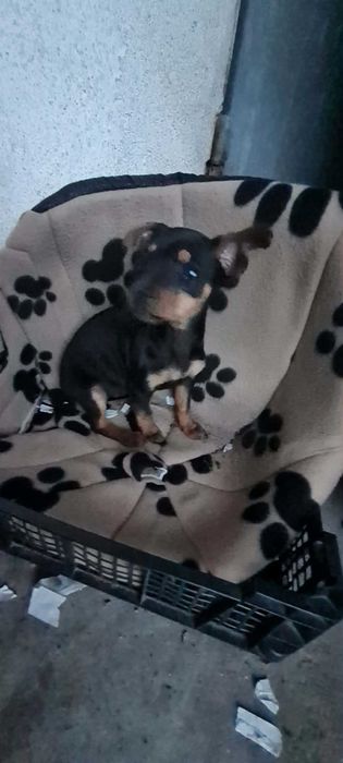 Пинчер женски роден 29.12 има паспорт и 3 ваксини