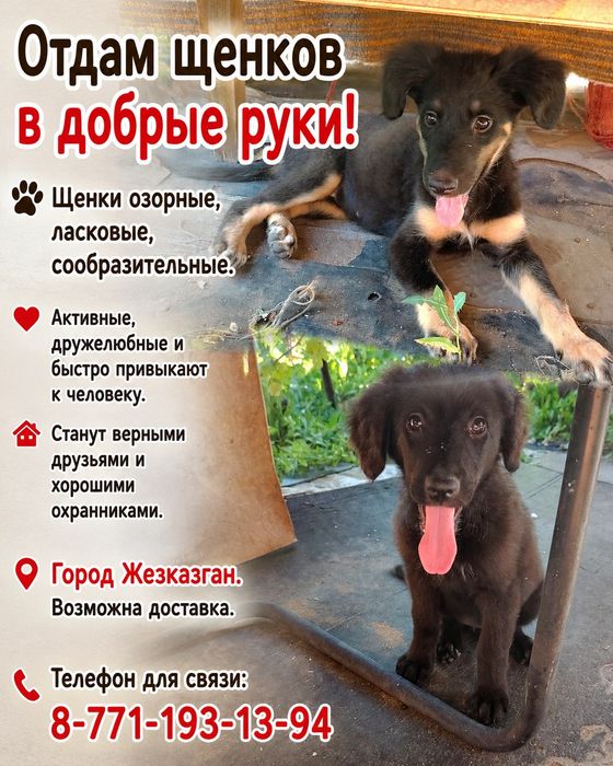 Отдам щенков в добрые руки