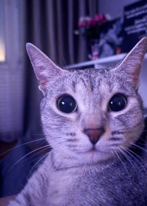 Отдаю бесплатно кошечку.