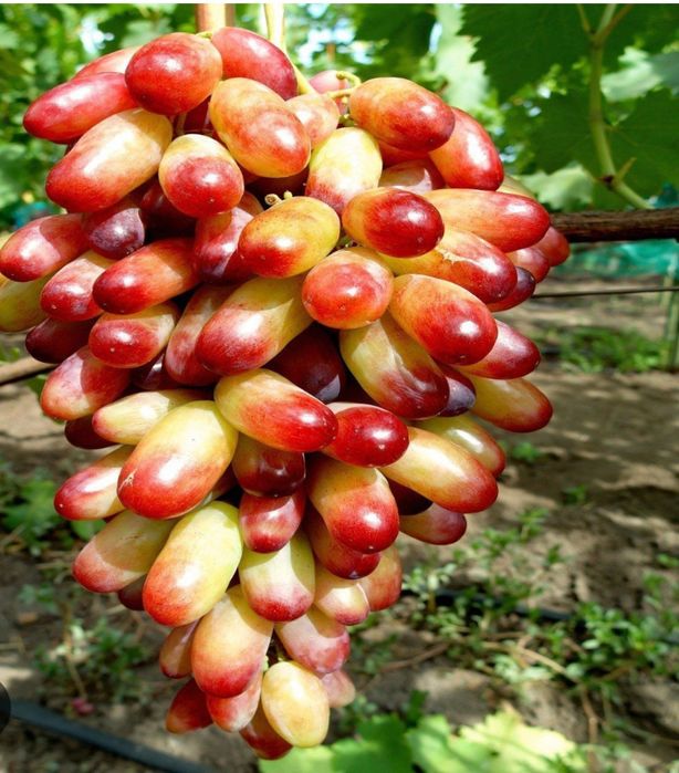 Бутикови сортове грозде , МАНИКЮР