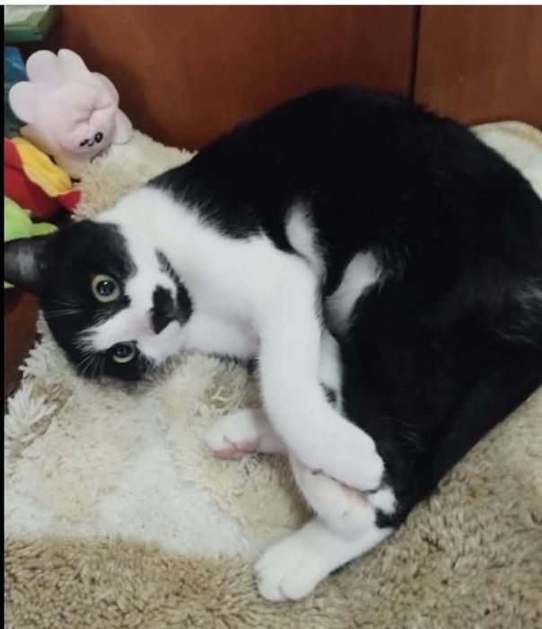 Гальовна писана търси дом