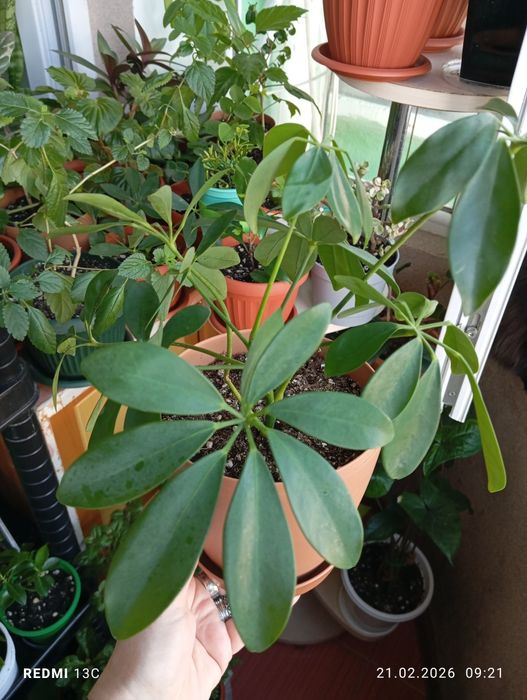 Продам комнатные растения