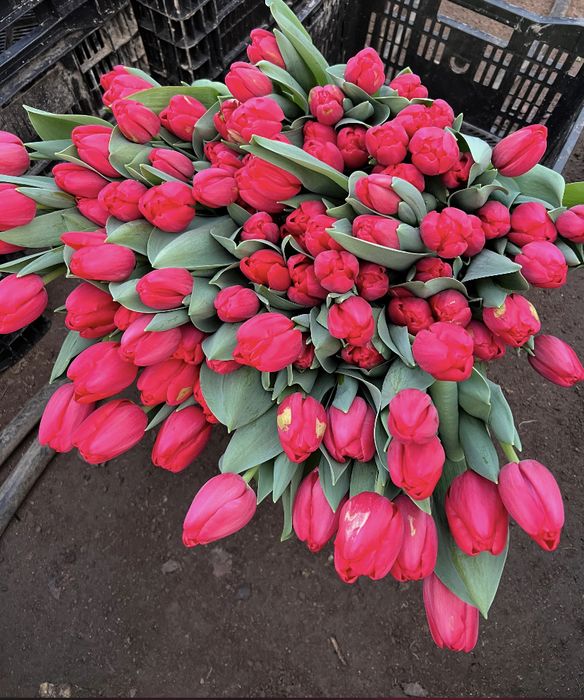 Принимаем заказы на тюльпаны оптом и в розницу