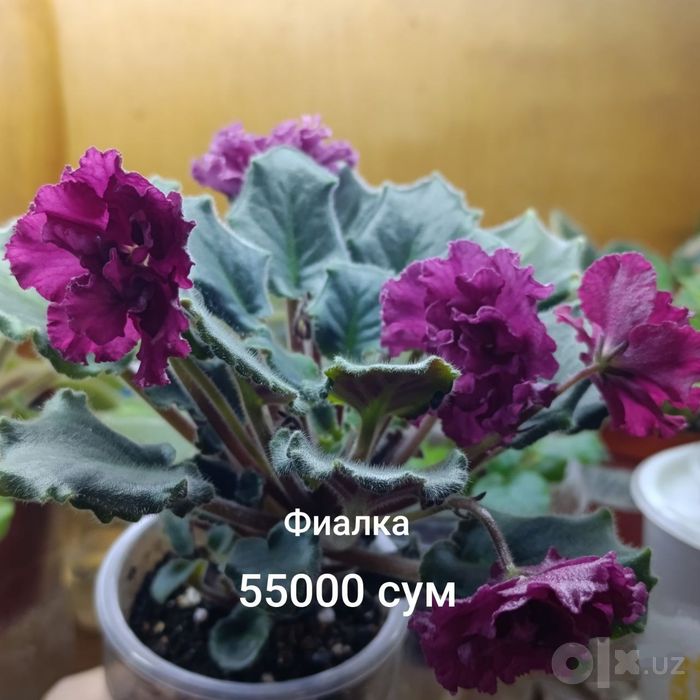 Продаются фиалки