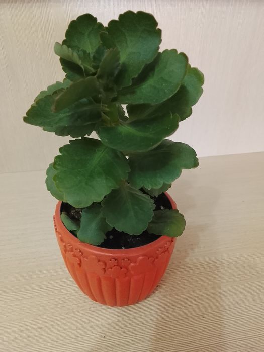 Комнатные растения цветы каланхоэ