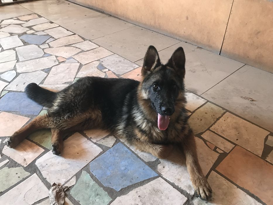 Немецкая овчарка