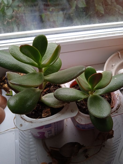 Денежное деревце