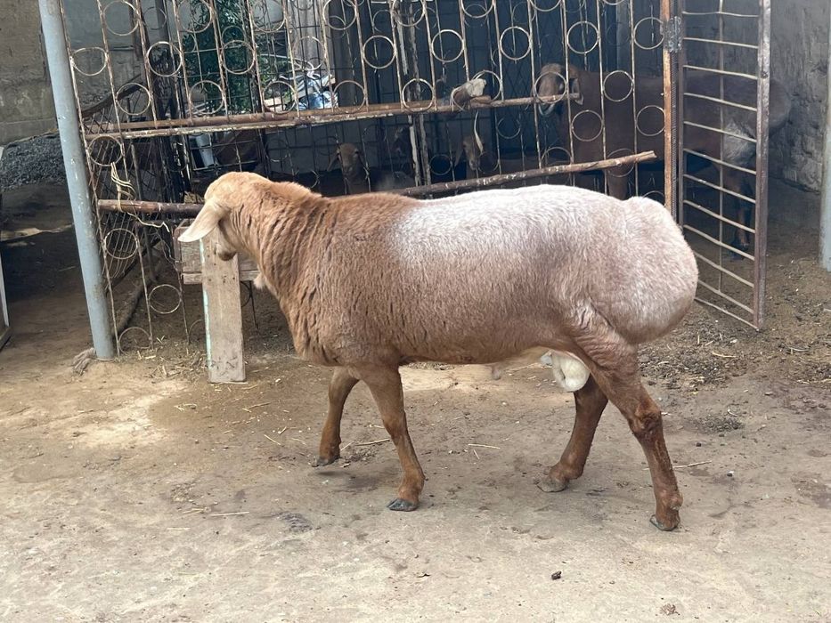 Куелар Хар хил маросимлар учун