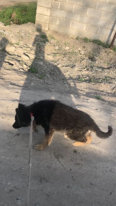 ватцап пишите ном