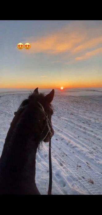 Айғыр 5 жасар сатылады