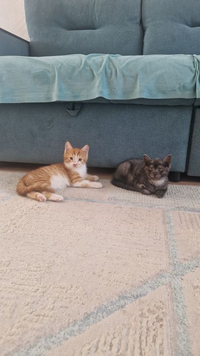 Отдам котят бесплатно