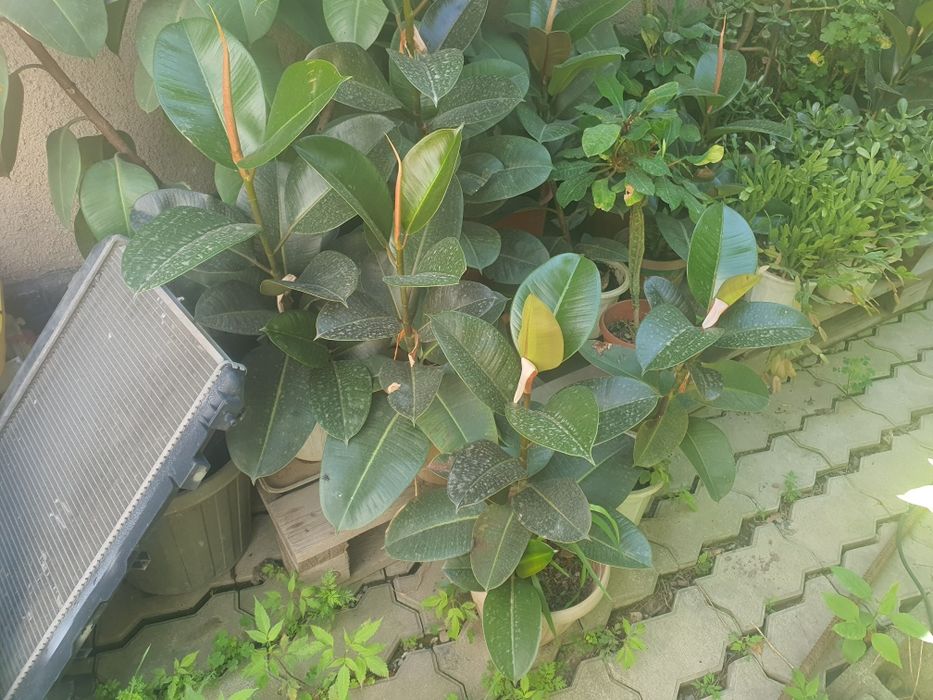 Продам каучуконосный фикус.