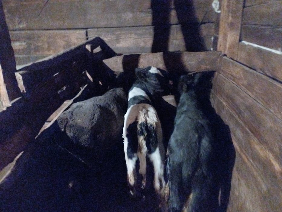 Продам телят разных возрастов