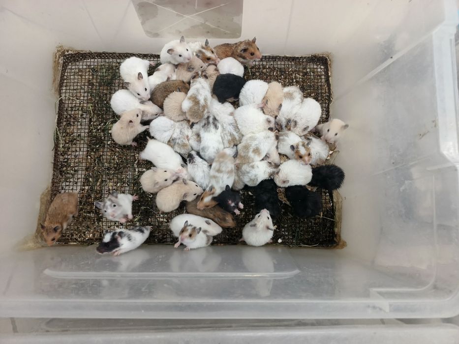 Хомички оптом хомяк