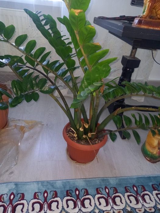 Продам Замиокулькас (долларовое дерево)