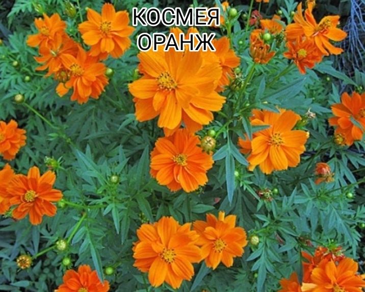 Семена цветов для дачи и двора