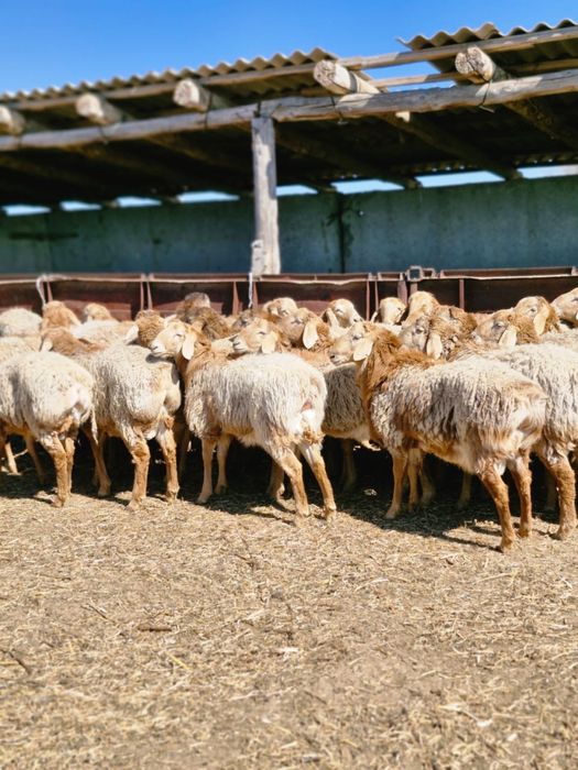 ҚОЙЛАР Бар Сойуға