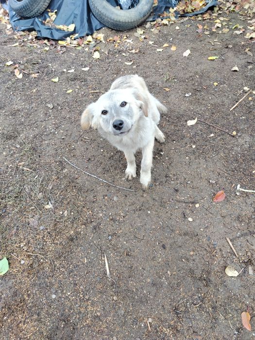 Бесплатно в добрые ручки !!