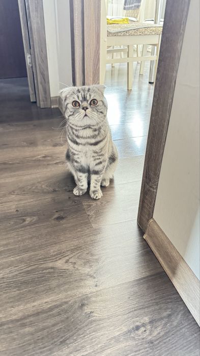 Кот для вязки на вашей территории