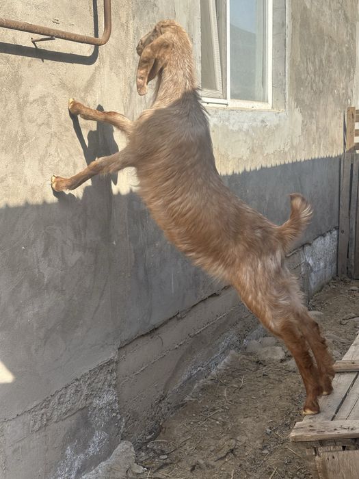 Камори битал коза