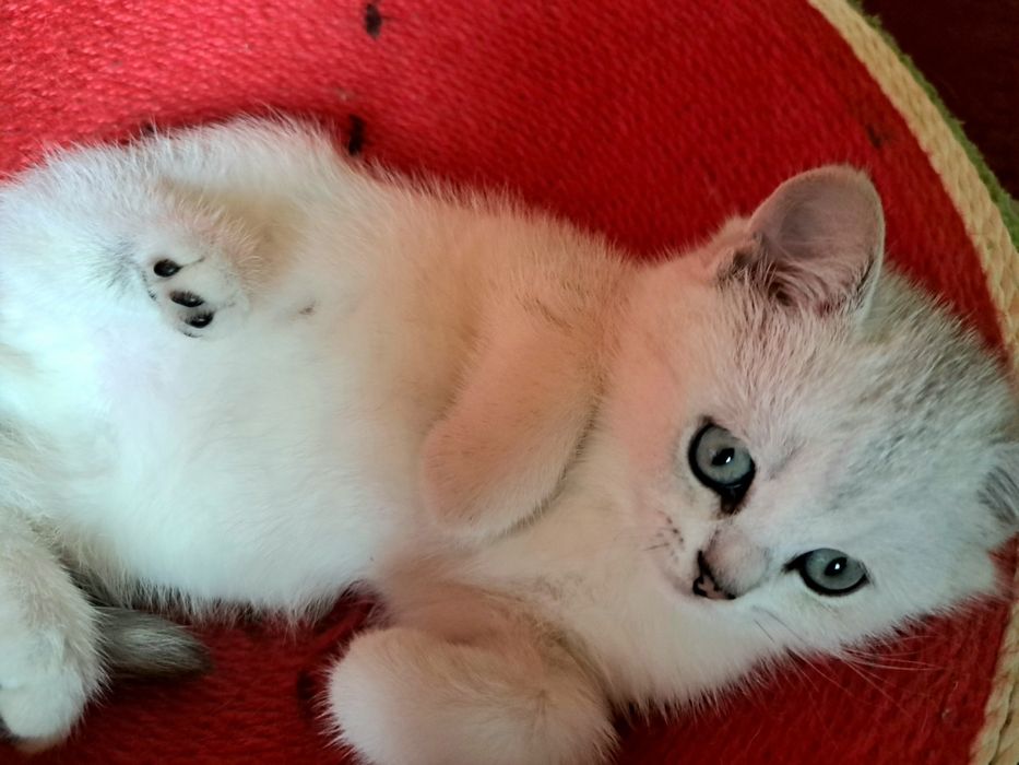 Шотландско котенце