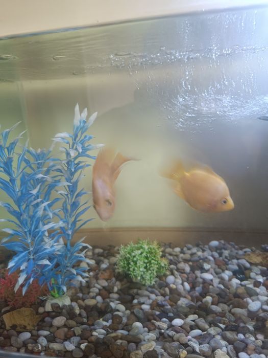 Акварум продаются